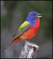 _2SB3158 painted bunting